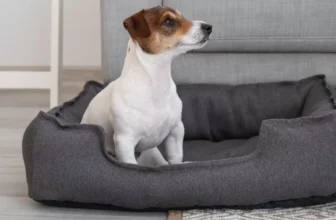 What Are the Best Dog Beds for Small Breeds?