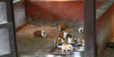 How Can You Create a Safe and Comfortable Habitat for Guinea Pigs?
